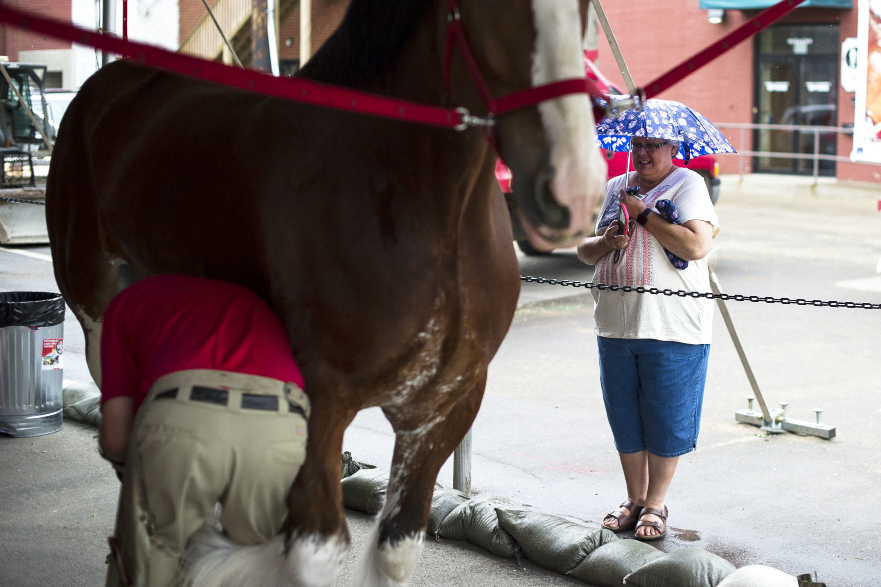 Budweiser Clydesdales 13
